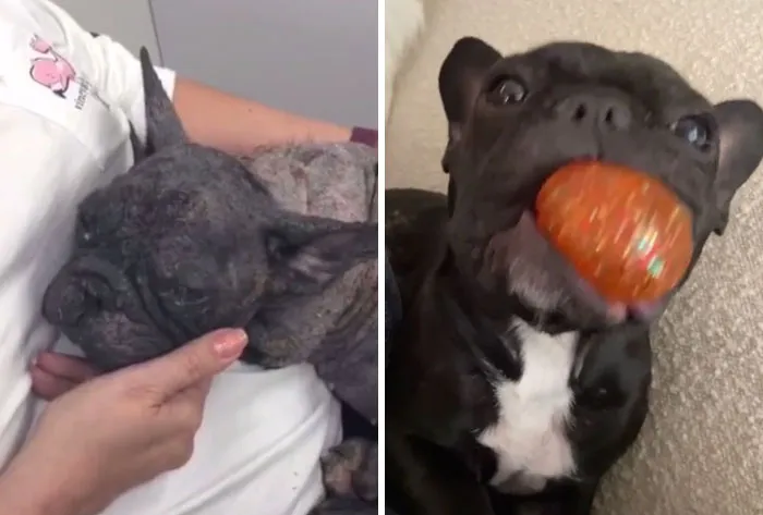 Rescue Dog