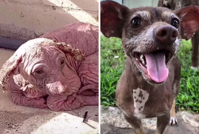 So Glad Dobby Came Into My Life!! Big Thank You To