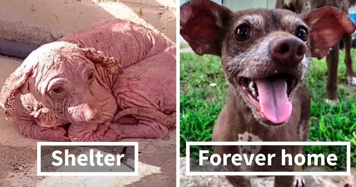 TikTok Challenge Has People Sharing Pics Of How Their Dogs Looked At The Shelter Versus How They Look Now (40 Pics)