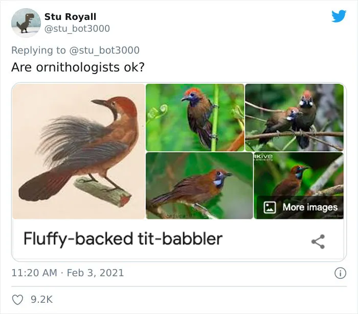 Fluffy-Backed Tit-Babbler