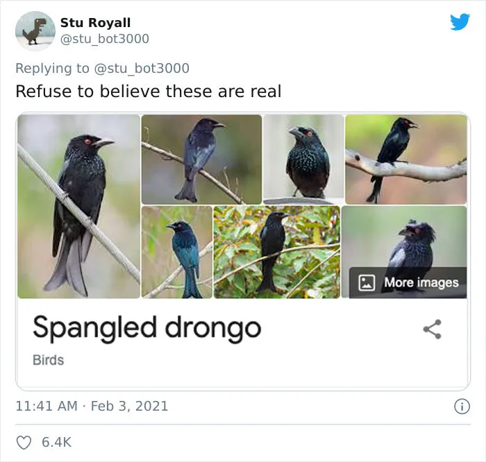 Spangled Drongo