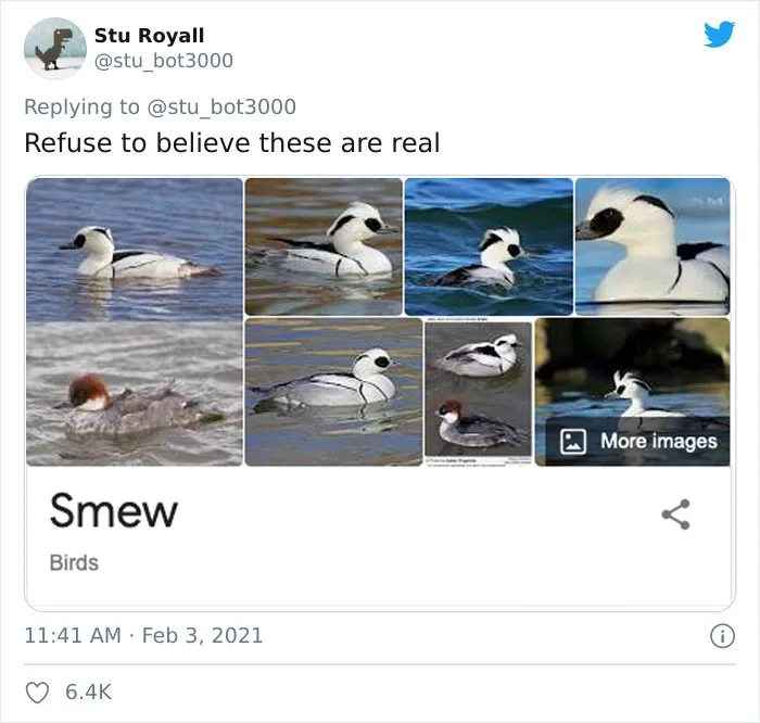 Smew
