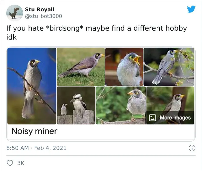 Noisy Miner