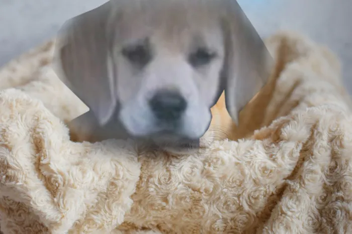 Gave Him A Blanket