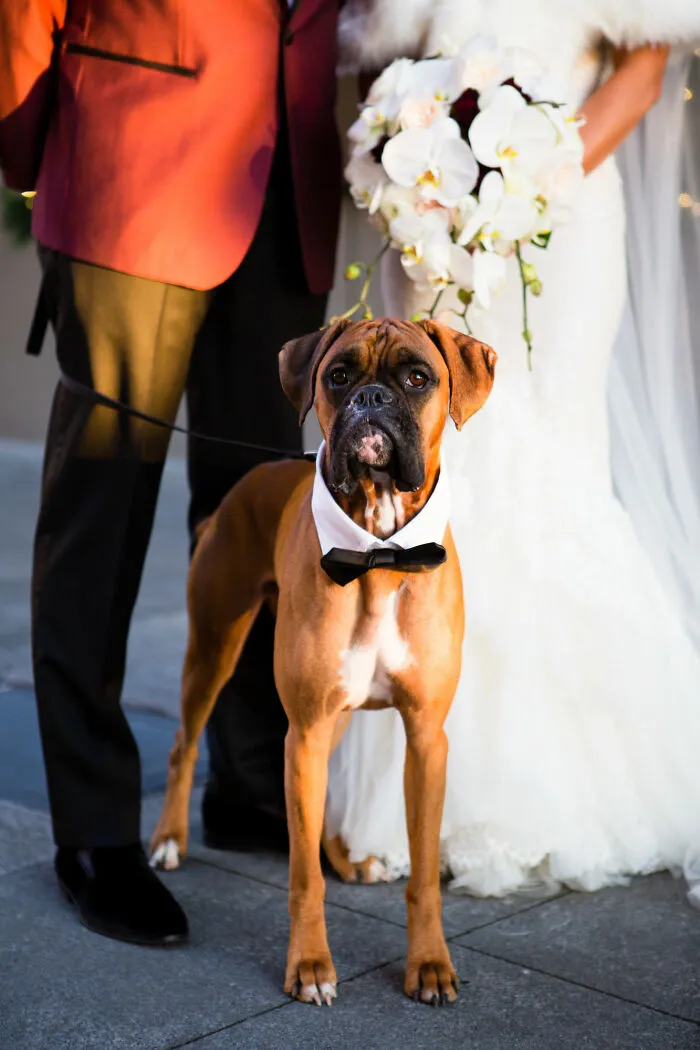 Now That's A Dapper Dog Right There