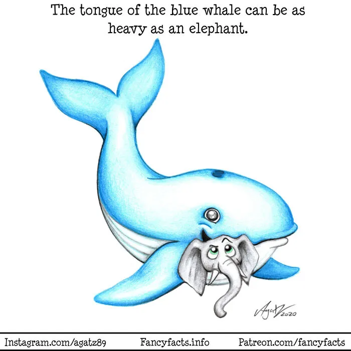 Blue Whale