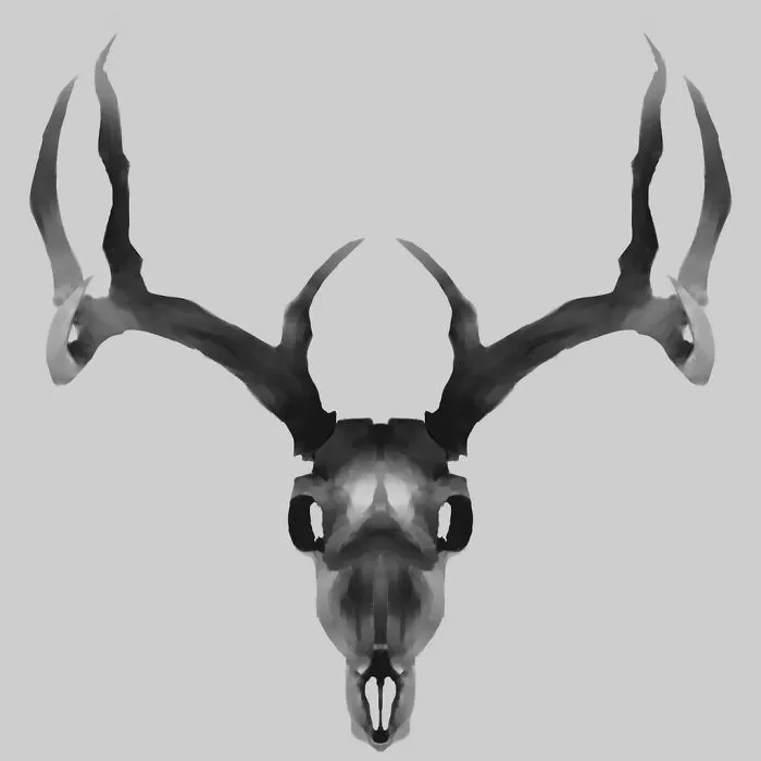A Skull Of A Buck