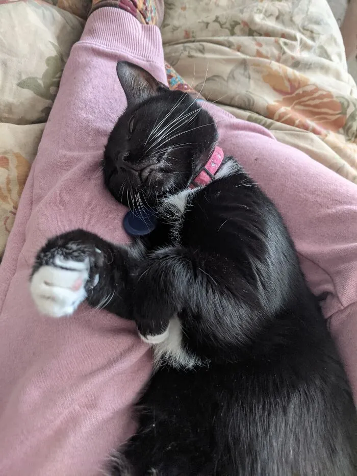 Lucy Cuddles
