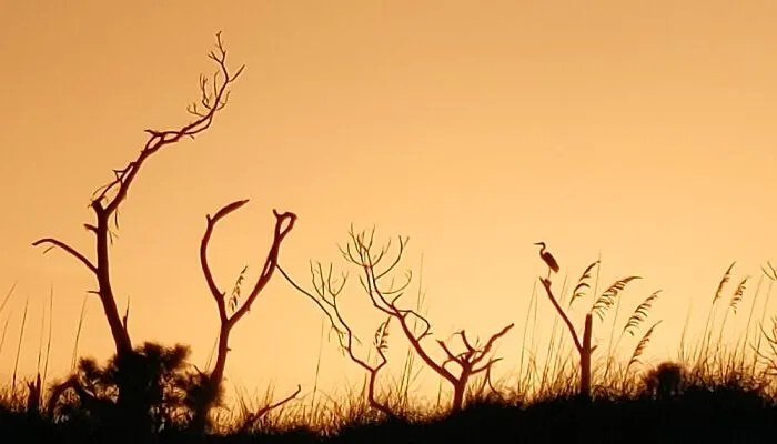Florida State Park Sunset
