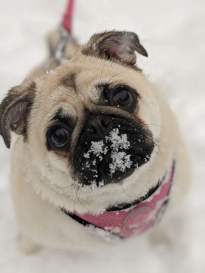 It's Rosie The Pug!!