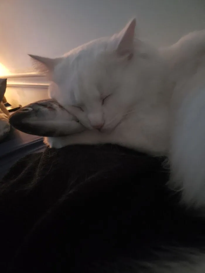 Duchess And Her Fish Toy.
