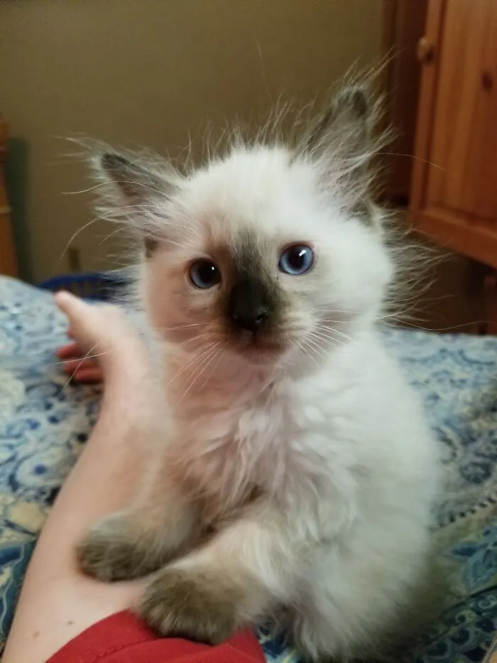 Say Hello To Gus. 🐈