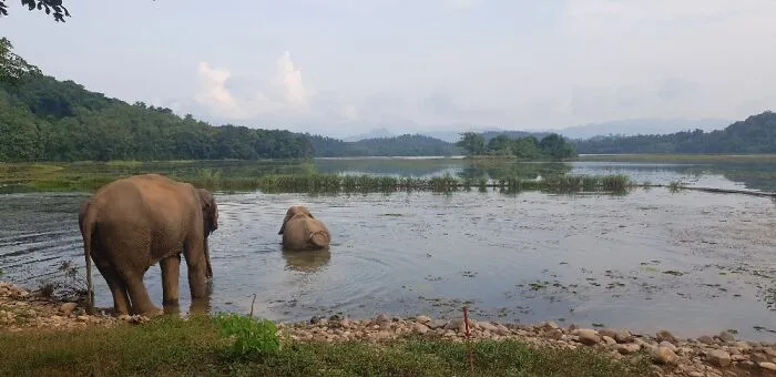 Elephant Sanctuary In Laos For Elephants Saved From Forced Labour.