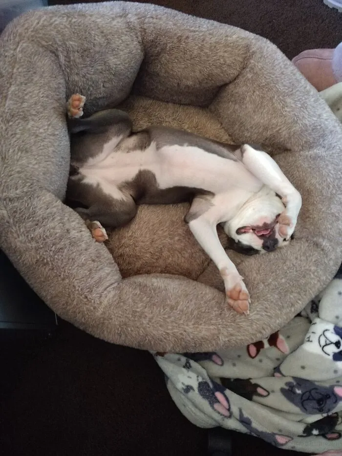 Ru, My Silly Boston Terrier 💜
