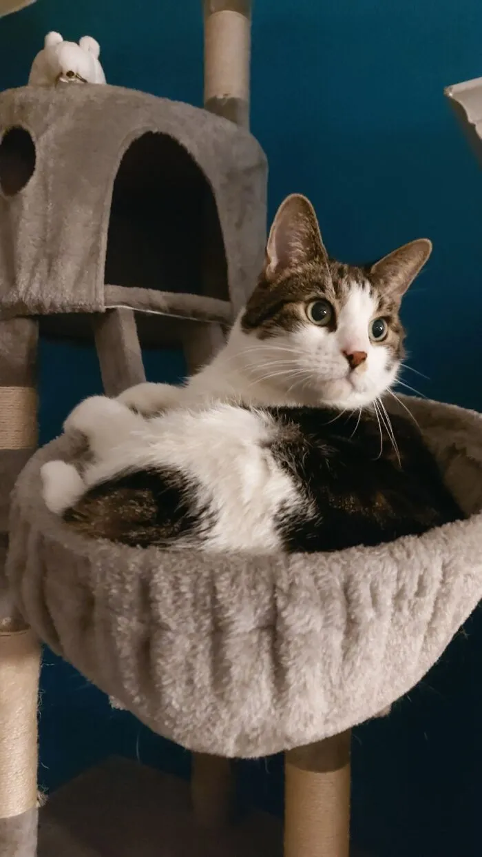 Snoopy Da Cat!