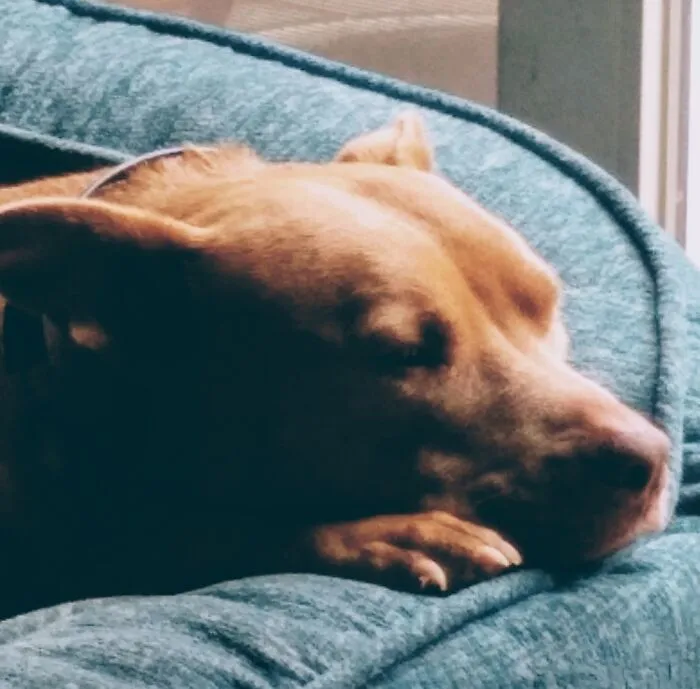 My Dog, Mazzy