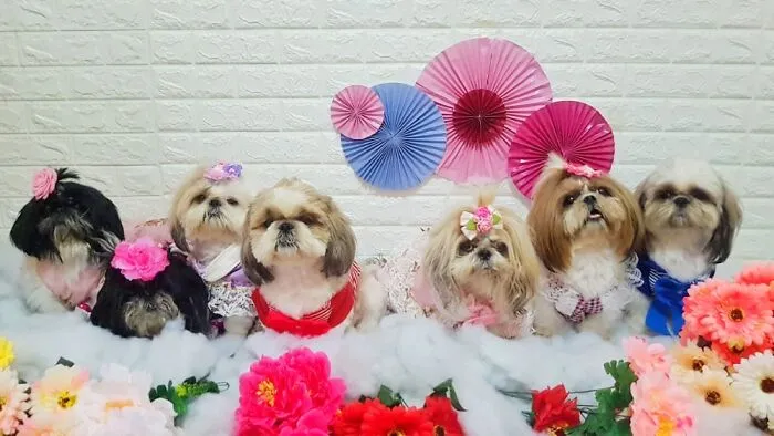 My Shih Tzus Crew