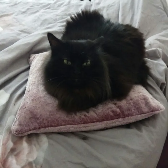 Magic Fuzzypaws From England.