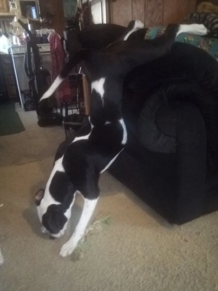The Way She Always Gets Off The Couch