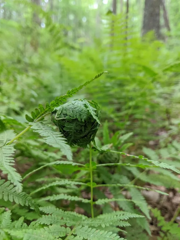Forest Of Fern
