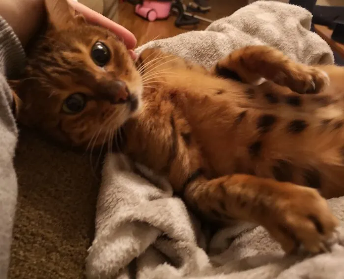 The Look Of Love