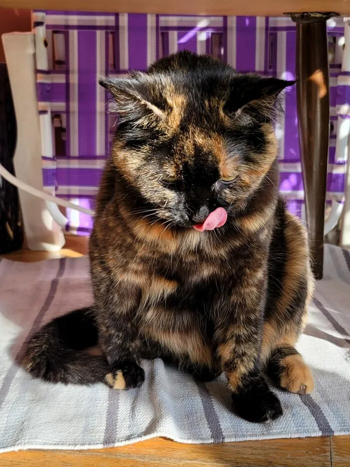 Adopted Morada A Little Over A Month Ago. She Is Absolutely Adorable.