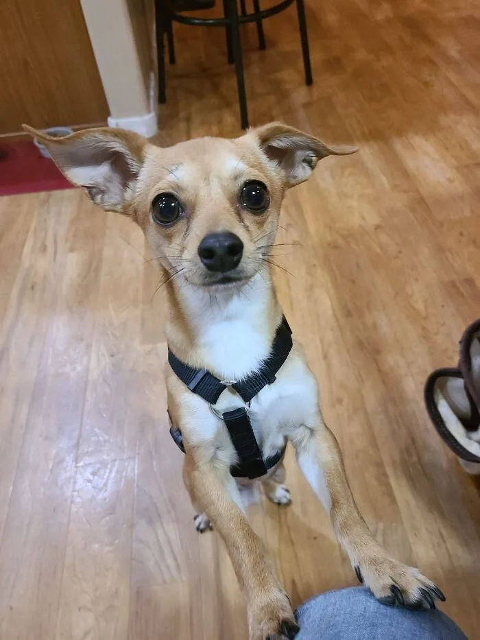 Tiny Our Little Cheweenie!