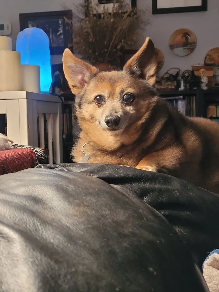Rex. Relaxing Near The Fire, Above The Chaos Of The Younger Pups.