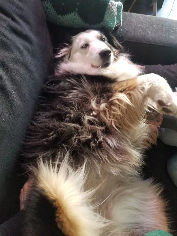 Sea Of Floof