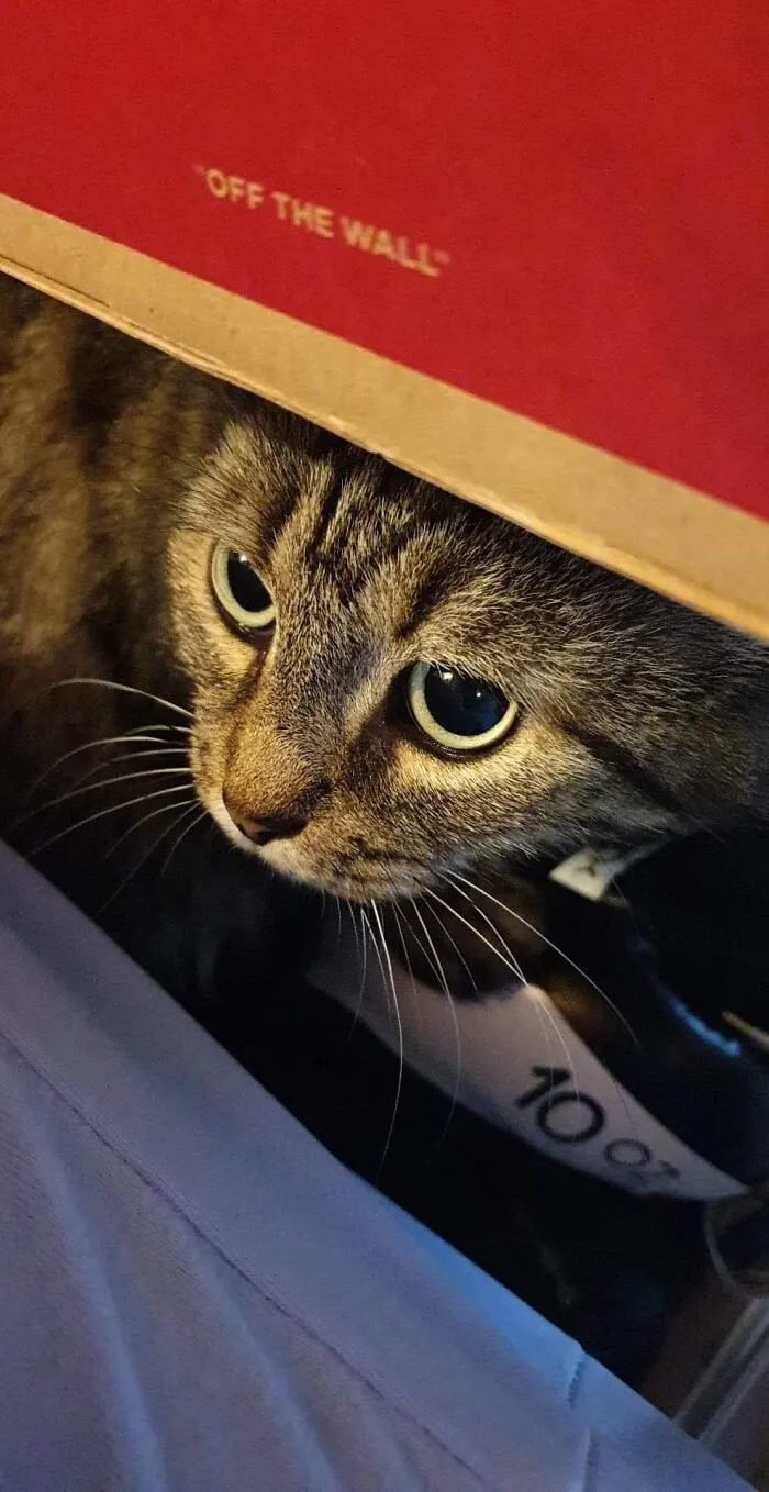 Cat In Hidding