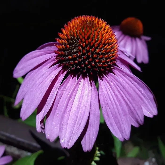 Flowers At Night