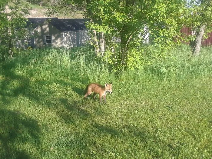 A Baby Fox In The Spring