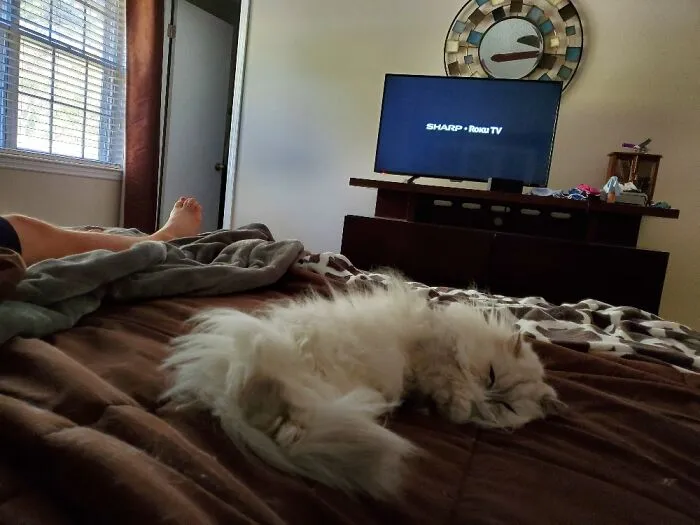Mr. Fuzzy Is Good At Relaxing.
