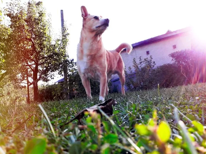 His Majesty, Jackie