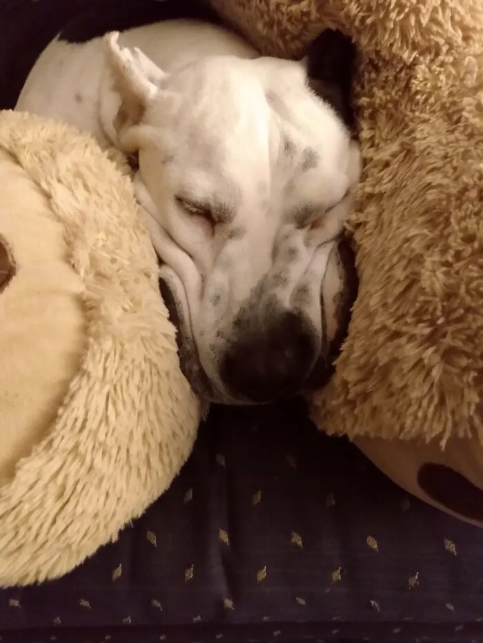 My Babygirl Melting Into Her Teddy Bear
