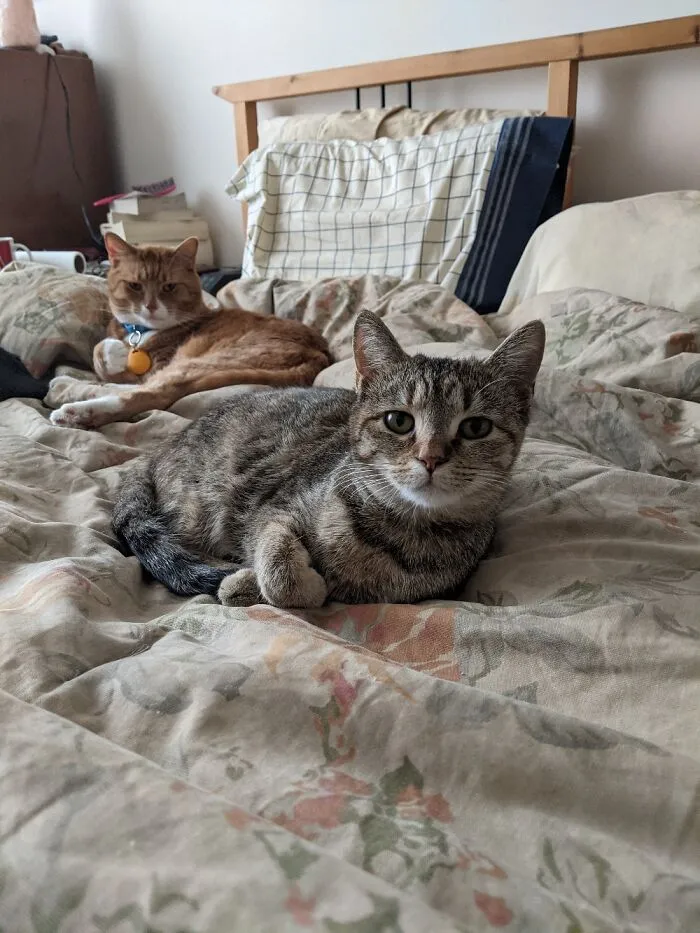 Freyja Is Our Newest Family Member And She A A Tiny Independent Kitty