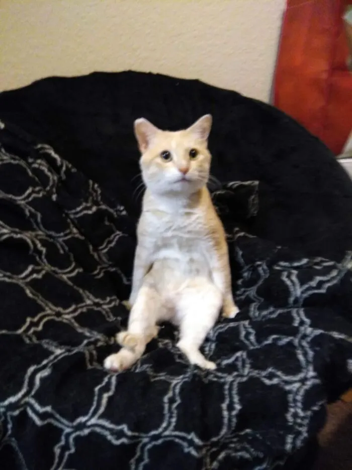 Ludo When I Told Him We Needed To Clean His Blanket!
