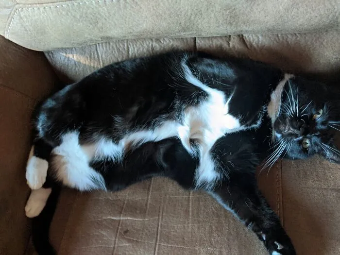 Frosty 8 Y/O