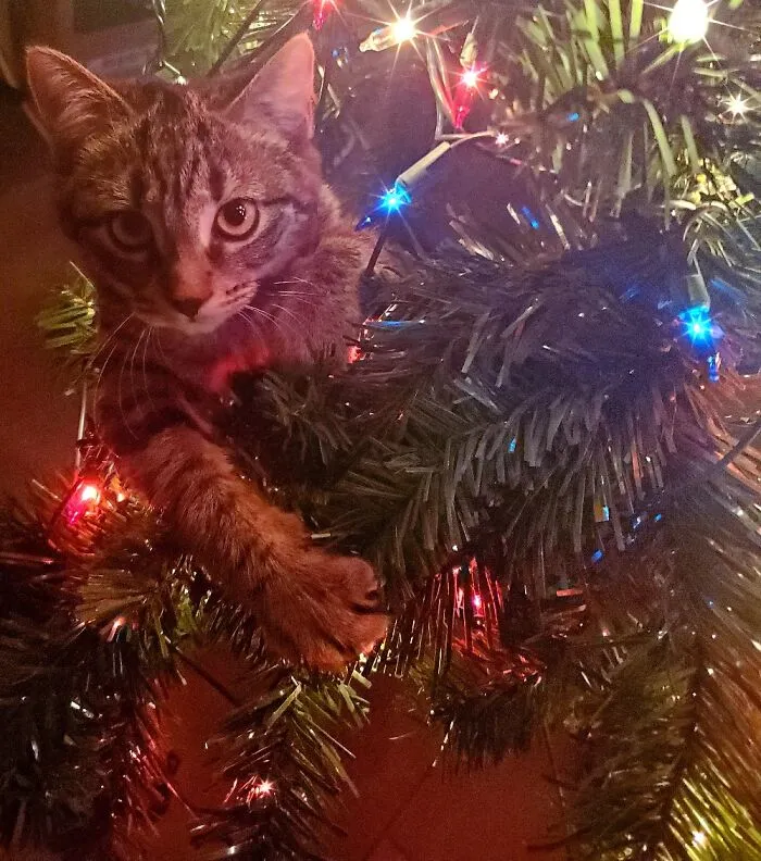 Charlie
