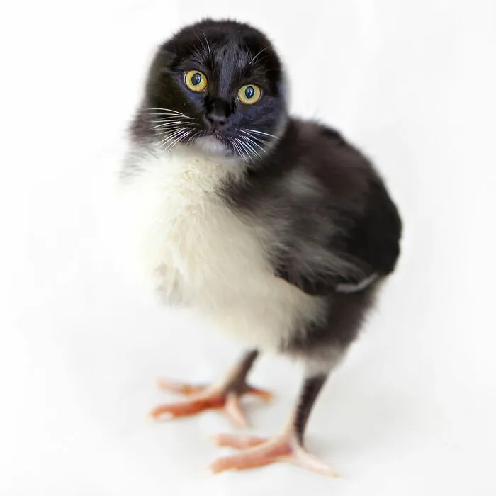 Baby Cat-Chick