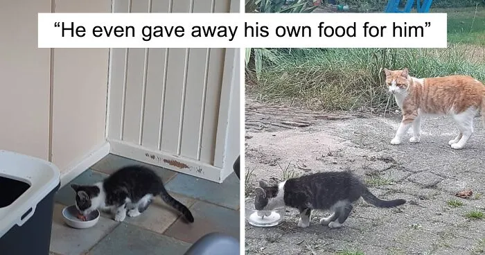 Cat Brought Stray Kitten Home And The Family Adopted Him, And Now They're Inseparable