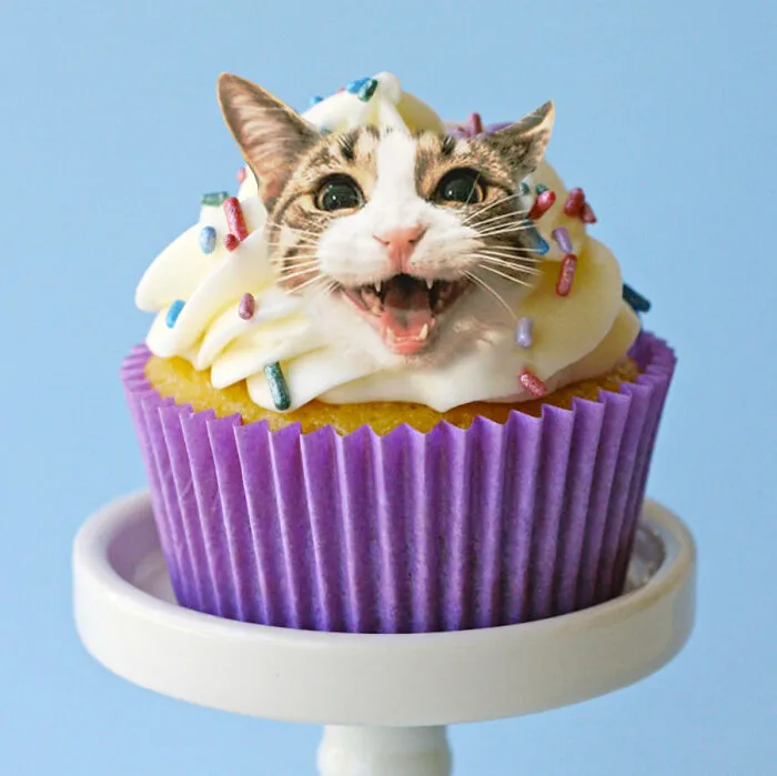 Catcake