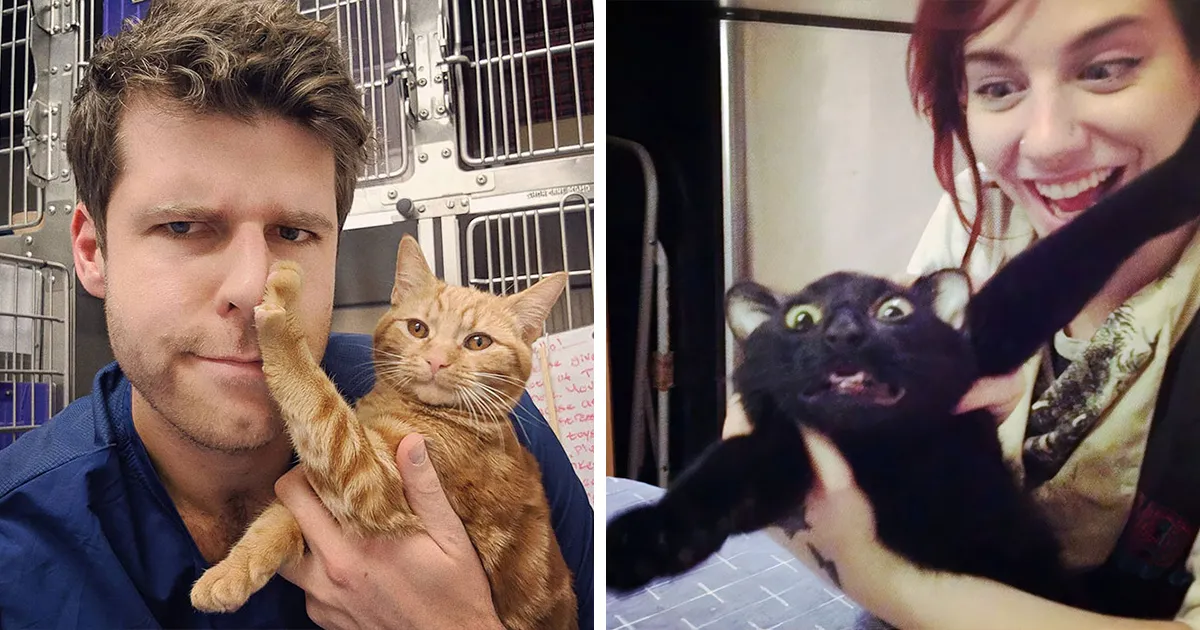 40 Gatos que NO querían mimos de ningún modo