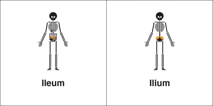 35 Clever Illustrations Of 'Same' Words That Are Actually Different, By Bruce Worden (New Pics)