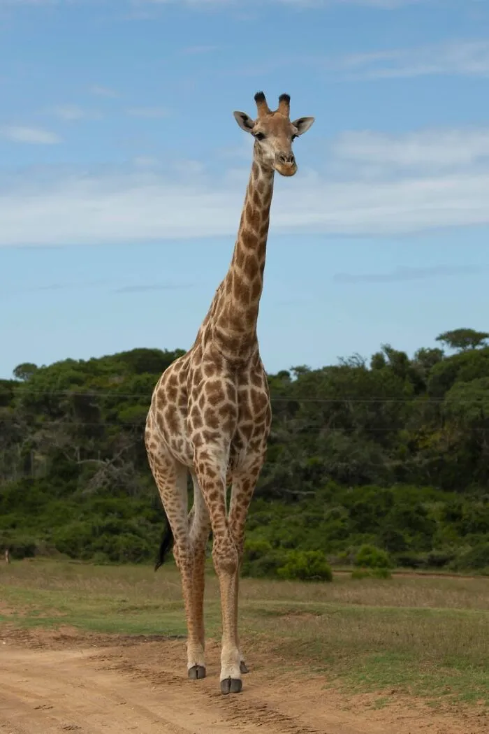 South Africa