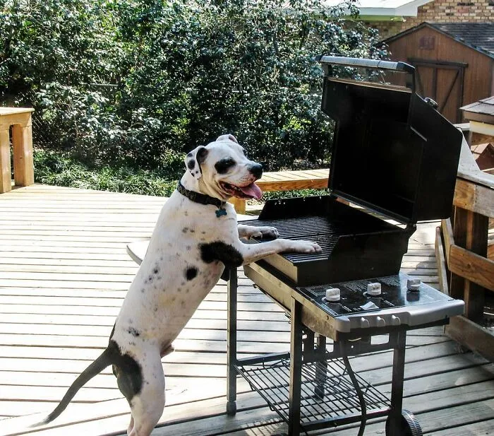 30 Veterinarians Share Things All Pet Owners Should Be Aware Of