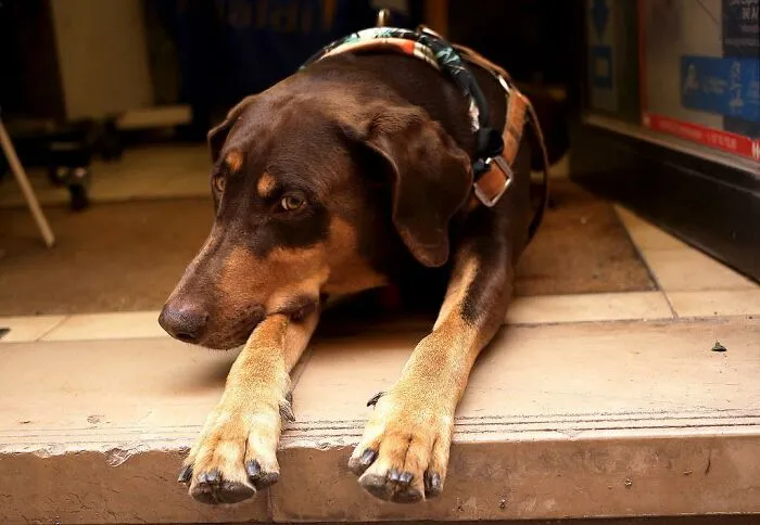 30 Veterinarians Share Things All Pet Owners Should Be Aware Of