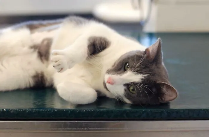 30 Veterinarios comparten información que todos los dueños de mascotas deberían saber