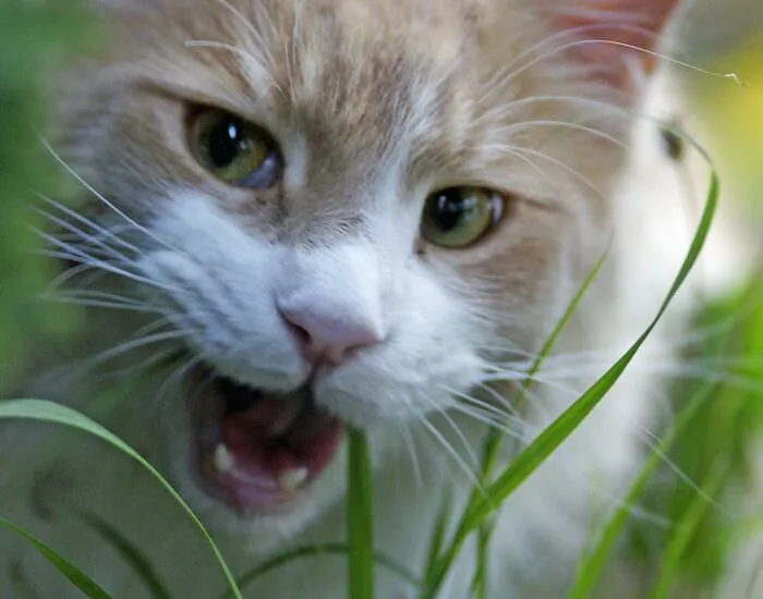 30 Veterinarians Share Things All Pet Owners Should Be Aware Of