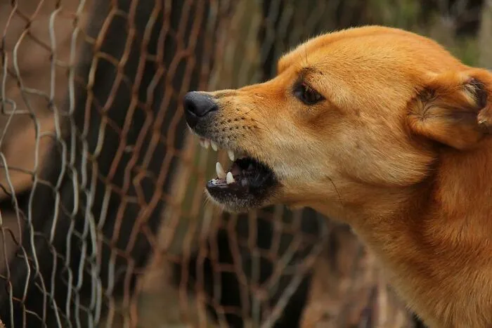 30 Veterinarians Share Things All Pet Owners Should Be Aware Of